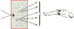 Development of en epileptic seizure