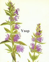 Ysop